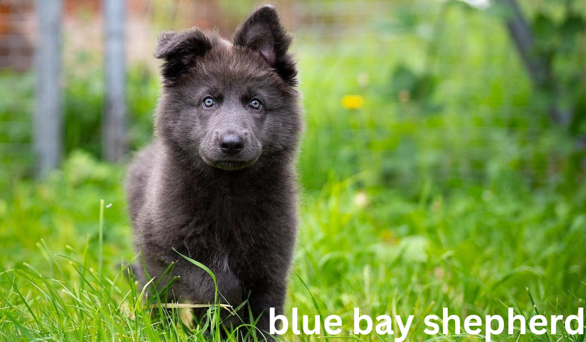 blue bay shepherd image